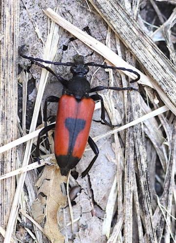 Stictoleptura cordigera